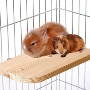 Karlie Holz-Sitzboard