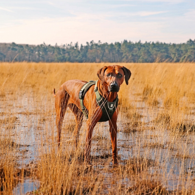 Duvoplus EXPLOR Ultimate Fit No-Pull-Geschirr - Undercover Green - XS - 28-37cm - 32-43cm – Bild 4