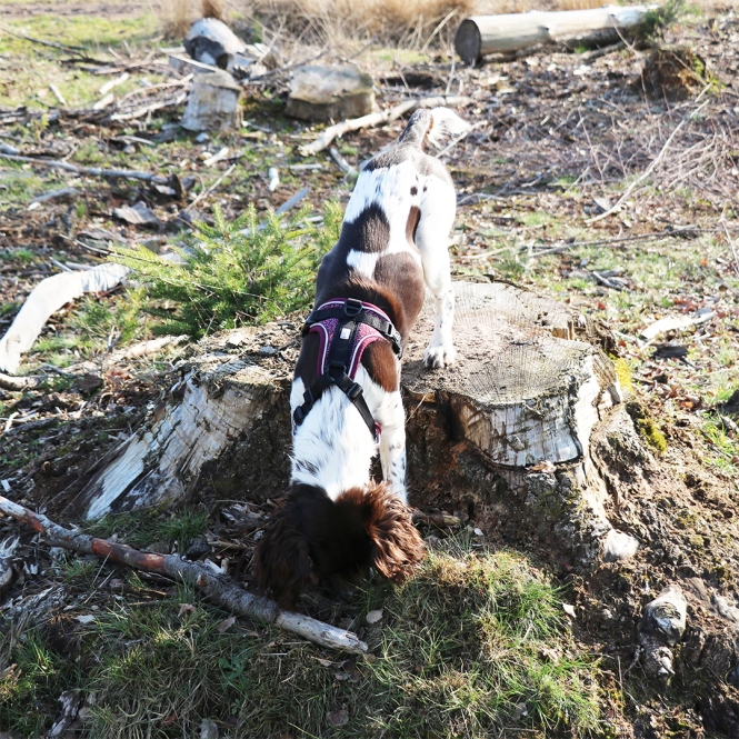 Duvoplus EXPLOR Ultimate Fit No-Pull-Geschirr - plum purple - S - 35-45cm - 40-52cm – Bild 3